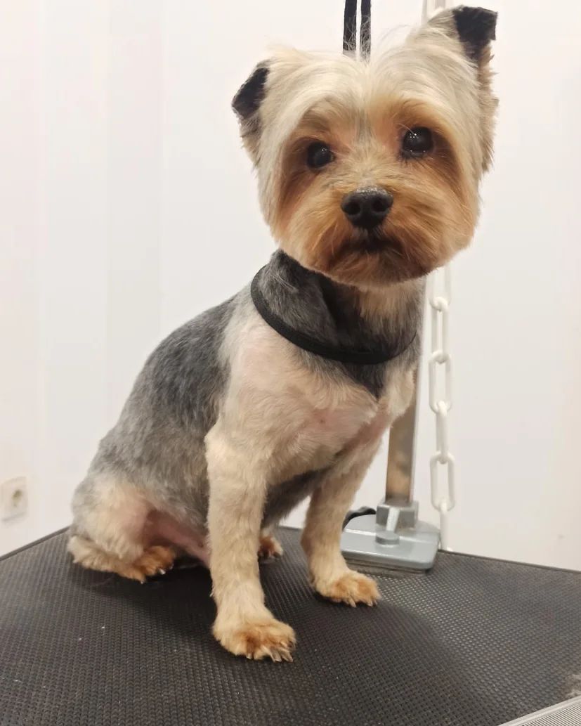 Yorkshire Terrier πελάτης μετά από κούρεμα στο σαλόνι του Pet&Groom