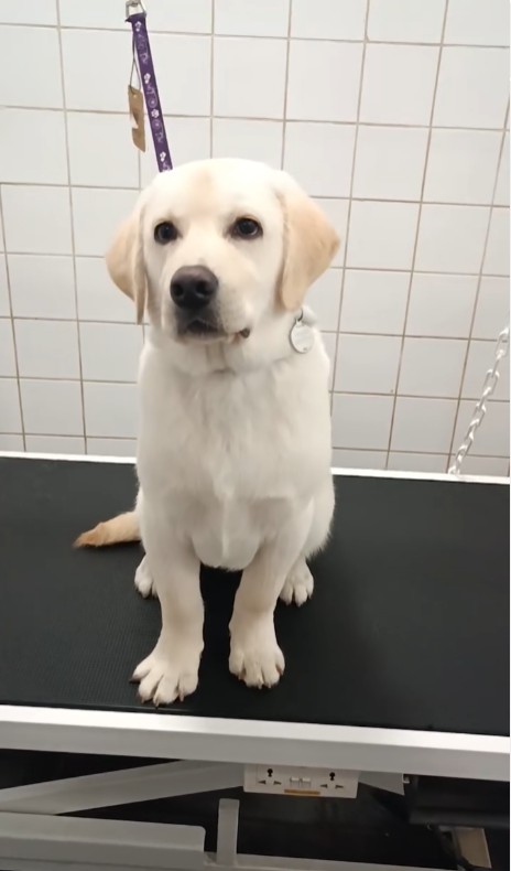 Νεαρό Labrador στον επαγγελματικό σταθμό καλλωπισμού του Pet&Groom